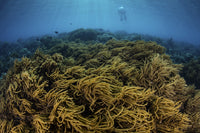 Snorkeler swimming above a coral reef in Alor, Lesser Sunda Islands.