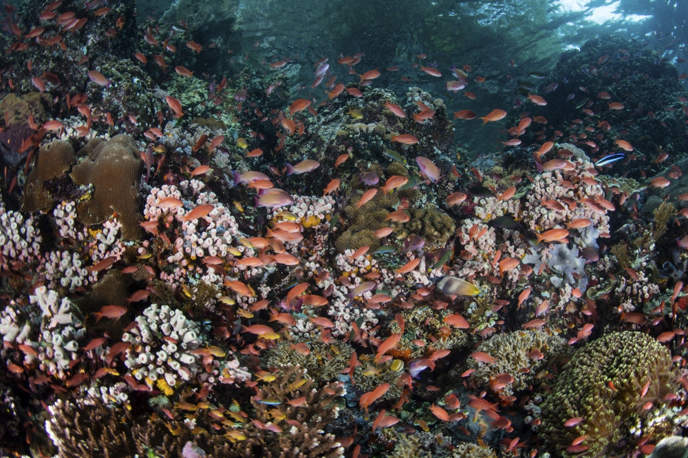Reef fish swimming in a strong current near Alor, Indonesia - Poster Print