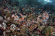 Reef fish swimming in a strong current near Alor, Indonesia - Poster Print