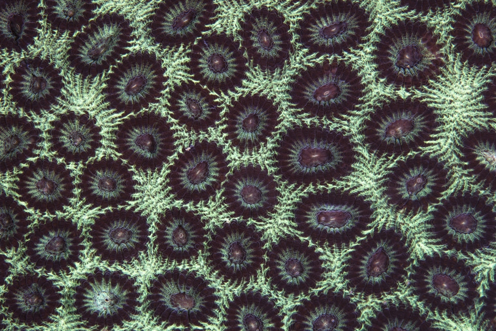 Colorful coral colony poster print by Ethan Daniels showcasing vibrant underwater life.