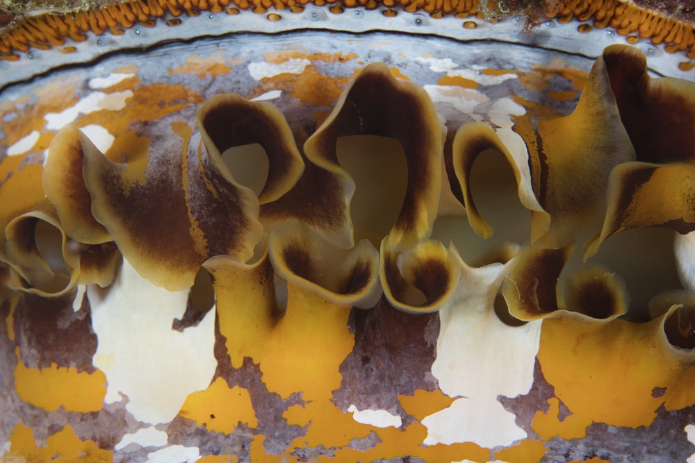 Detail of a Variable Thorny Oyster on a Reef Poster Print by Ethan Daniels
