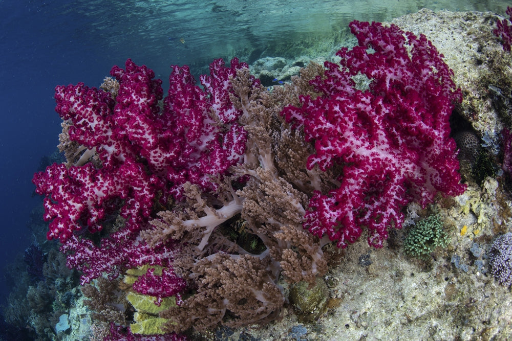 Beautiful soft corals in Raja Ampat, Indonesia - Poster Print