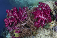 Beautiful soft corals in Raja Ampat, Indonesia - Poster Print