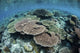 Coral reef in Raja Ampat, Indonesia poster print by Ethan Daniels