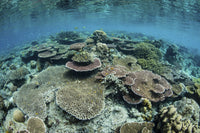 Stunning coral reef in Raja Ampat, Indonesia poster print by Ethan Daniels.