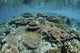 Stunning coral reef in Raja Ampat, Indonesia poster print by Ethan Daniels.
