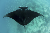Manta Ray swimming near a cleaning station in Raja Ampat, Indonesia poster print