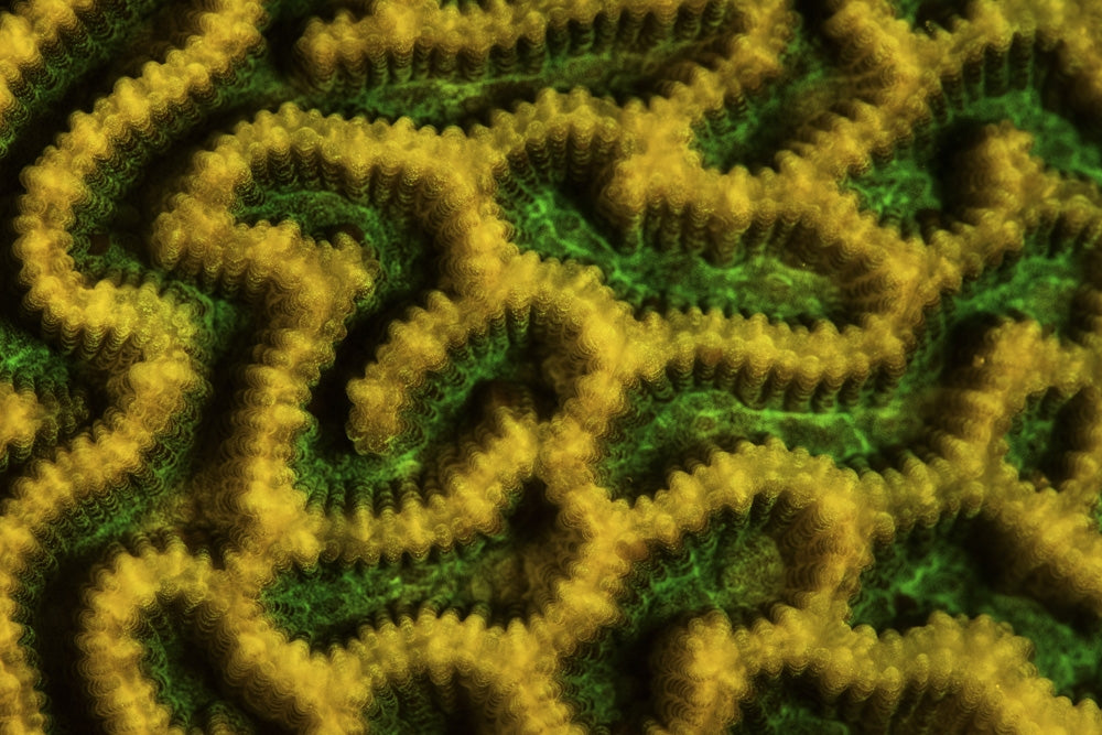 Detail of a fluorescing coral colony on a shallow reef, vibrant marine life poster print.