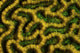 Detail of a fluorescing coral colony on a shallow reef, vibrant marine life poster print.