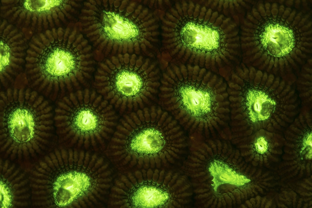 Fluorescing coral colony poster print showcasing vibrant marine life