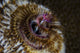 Detail of the tentacles of a Christmas tree worm poster print by Ethan Daniels.