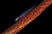 Tiny Sea Whip Goby resting on its host octocoral - marine life poster print.