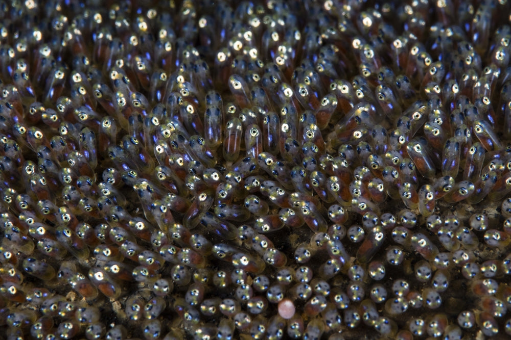 Saddleback Anemonefish embryos developing on the seafloor poster print