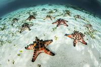 Colorful chocolate chip sea stars on sandy seafloor poster print