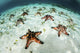 Colorful chocolate chip sea stars on sandy seafloor poster print