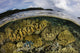 Coral reef near Raja Ampat, Indonesia poster print by Ethan Daniels, showcasing vibrant marine life.