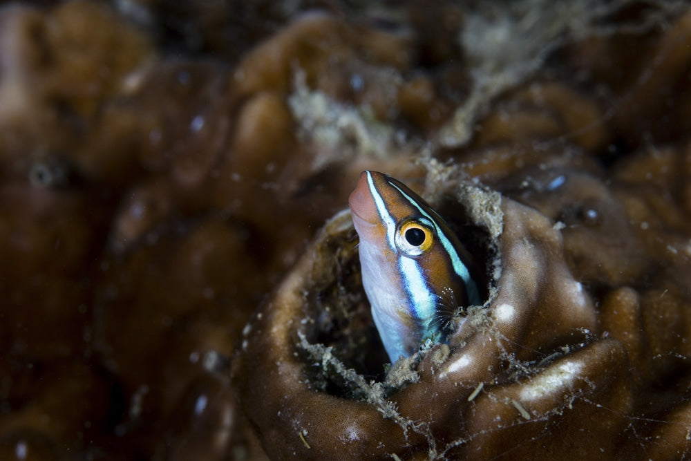 Fangtooth blenny peeking out of coral colony in Raja Ampat, Indonesia poster print
