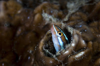 Fangtooth blenny peeking out of coral colony in Raja Ampat, Indonesia poster print