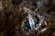 Fangtooth blenny peeking out of coral colony in Raja Ampat, Indonesia poster print