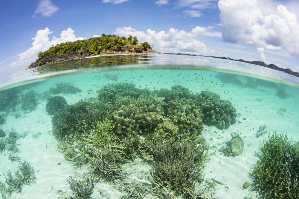 Coral reef near Raja Ampat island poster print by Ethan Daniels showcasing vibrant marine life.