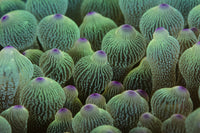 Abstract tentacles of a bulbed-anemone in Lembeh Strait, Indonesia poster print.