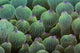 Abstract tentacles of a bulbed-anemone in Lembeh Strait, Indonesia poster print.