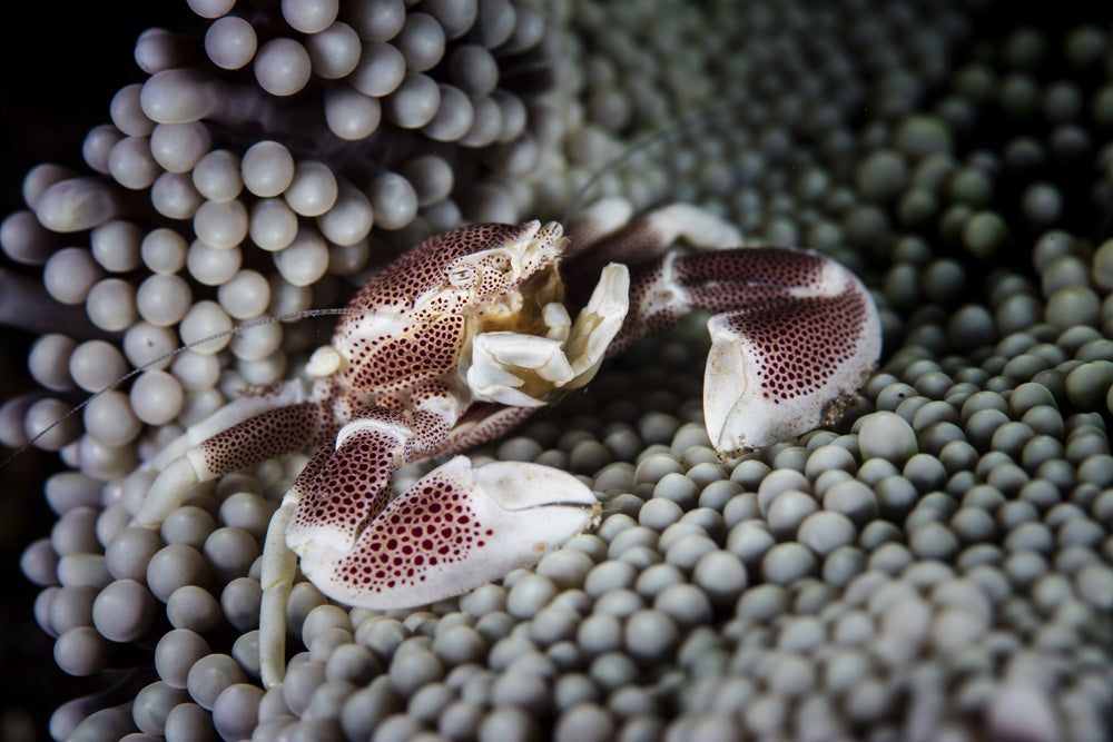 Porcelain Crab on Anemone Poster Print by Ethan Daniels, showcasing vibrant marine life.