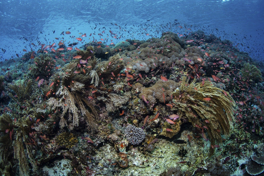 School of Threadfin Anthias Fish swimming above a coral reef in Alor, Indonesia