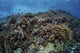 School of Threadfin Anthias Fish swimming above a coral reef in Alor, Indonesia