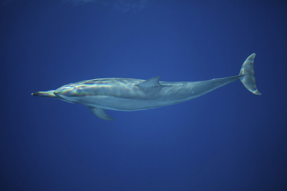 Spinner Dolphin Poster Print by Ethan Daniels gliding through blue waters.