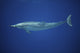 Spinner Dolphin Poster Print by Ethan Daniels gliding through blue waters.