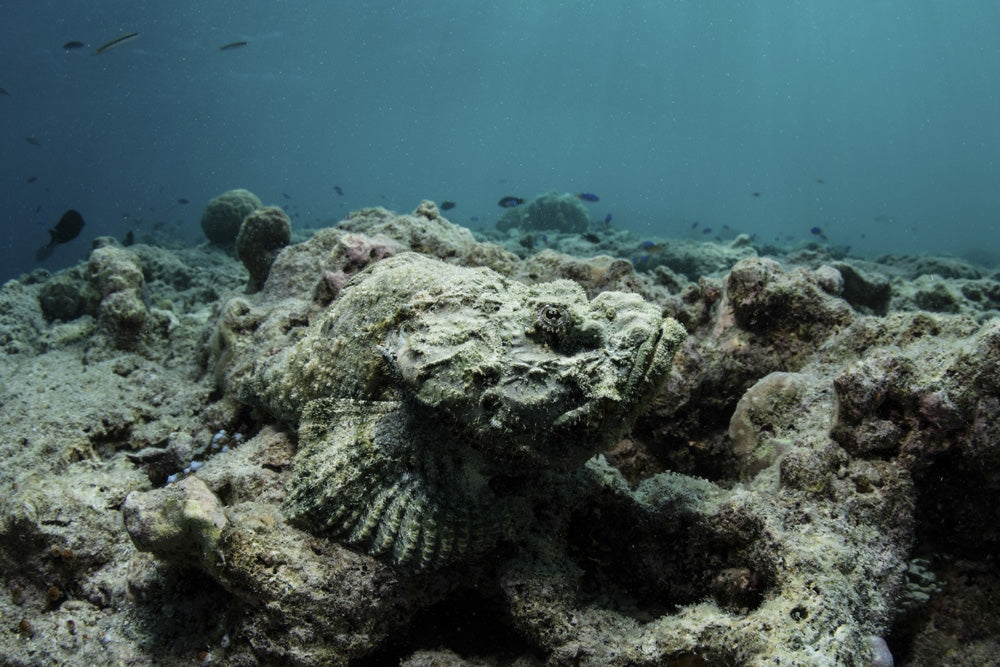 Devil Scorpionfish Poster Print by Ethan Daniels on Coral Reef