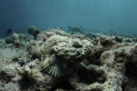 Devil Scorpionfish Poster Print by Ethan Daniels on Coral Reef
