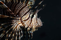 Vibrant Pterois volitan lionfish poster print by Ethan Daniels