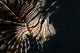Vibrant Pterois volitan lionfish poster print by Ethan Daniels