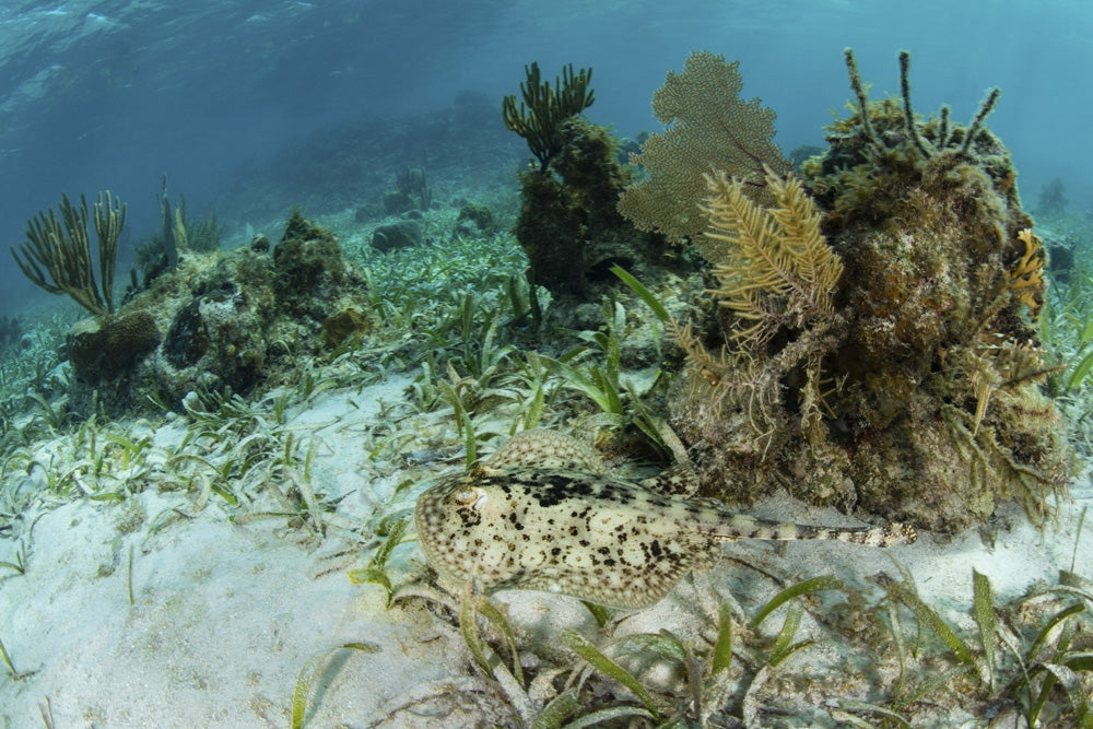 Yellow stingray swimming over seagrass meadow poster print.