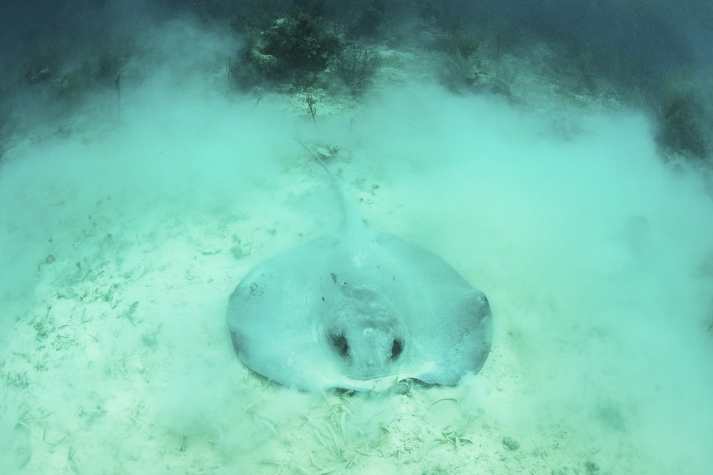 Roughtail stingray on seagrass seafloor at Turneffe Atoll.
