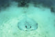 Roughtail stingray on seagrass seafloor at Turneffe Atoll.