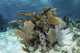 Colorful coral reef full of gorgonians at Turneffe Atoll poster print.