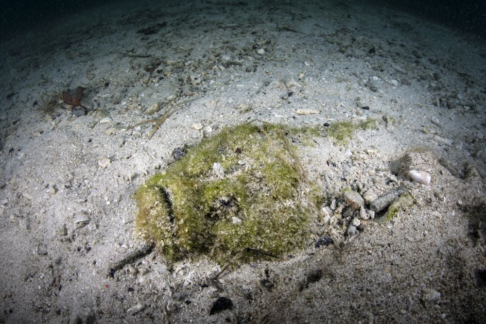 Reef Stonefish Poster Print by Ethan Daniels, showcasing an ambush predator in vibrant colors.