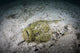 Reef Stonefish Poster Print by Ethan Daniels, showcasing an ambush predator in vibrant colors.