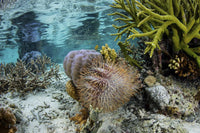Crown-of-thorns sea star feeding on coral colony in Raja Ampat, Indonesia.