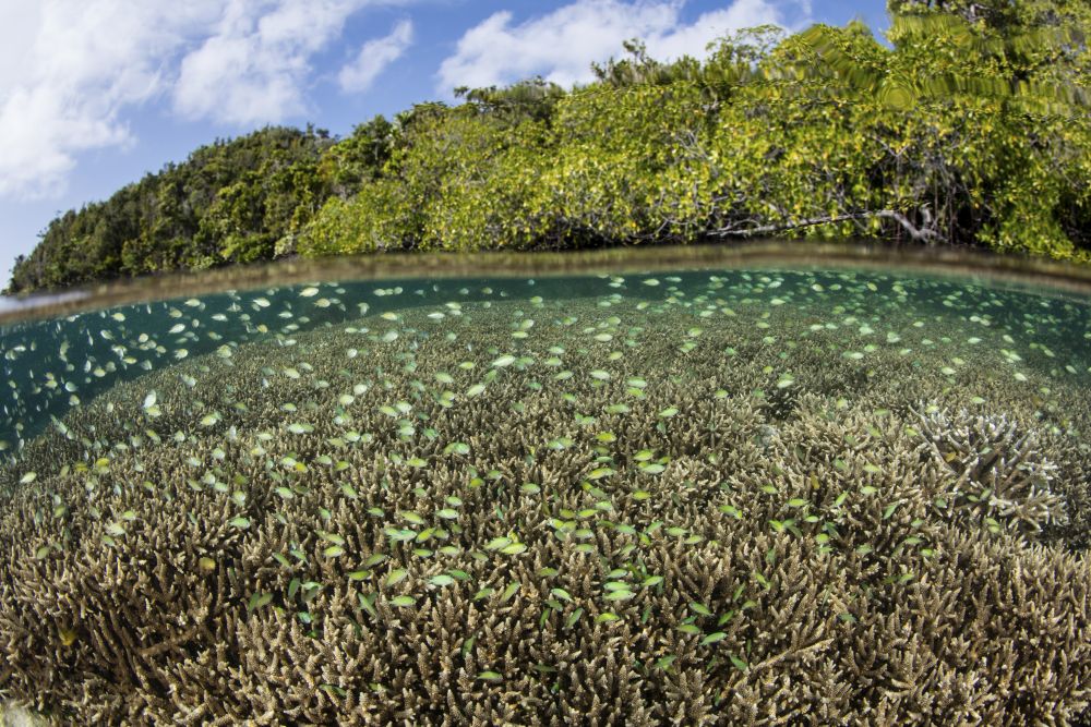 Blue-green damselfish swimming above a shallow reef in Raja Ampat, Indonesia poster print by Ethan Daniels.