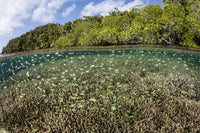 Blue-green damselfish swimming above a shallow reef in Raja Ampat, Indonesia poster print by Ethan Daniels.