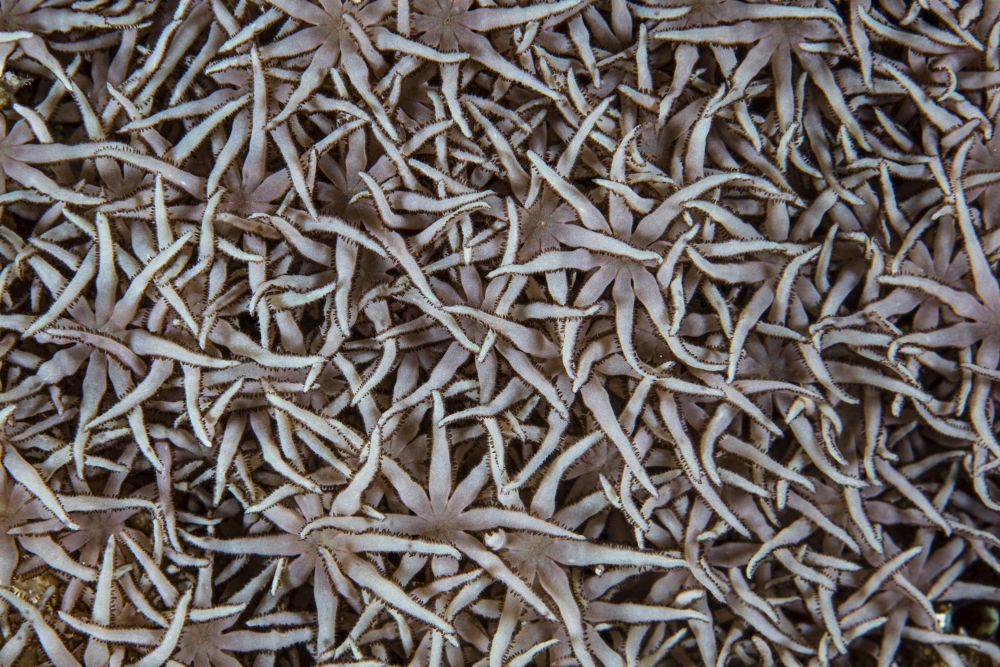 Detail of soft coral polyps on a reef, vibrant ocean life poster print.