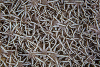 Detail of soft coral polyps on a reef, vibrant ocean life poster print.