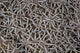 Detail of soft coral polyps on a reef, vibrant ocean life poster print.