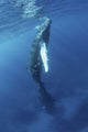 Mother and calf humpback whales swimming in Caribbean waters poster print by Ethan Daniels.