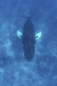 Humpback whale swimming in Caribbean Sea poster print by Ethan Daniels.