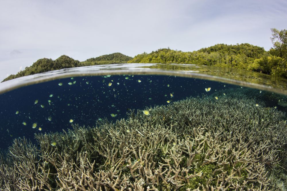 Small fish swimming above fragile corals in Raja Ampat, Indonesia poster print by Ethan Daniels.